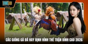 Các Giống Gà Đá Hay