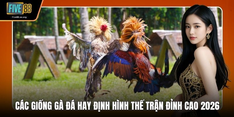 Các Giống Gà Đá Hay