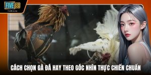 Cách Chọn Gà Đá Hay