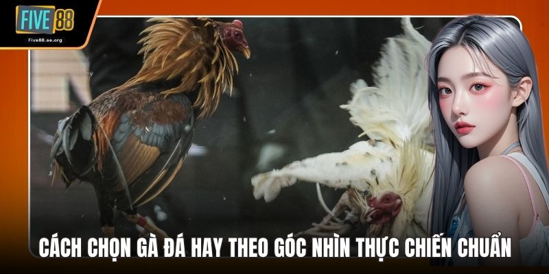 Cách Chọn Gà Đá Hay