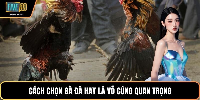 Cách chọn gà đá hay là vô cùng quan trọng