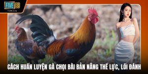 Cách Huấn Luyện Gà Chọi