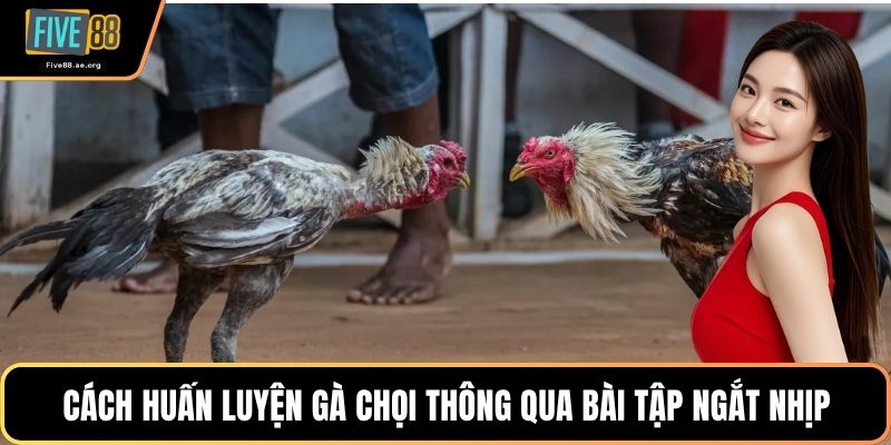 Cách huấn luyện gà chọi thông qua bài tập ngắt nhịp