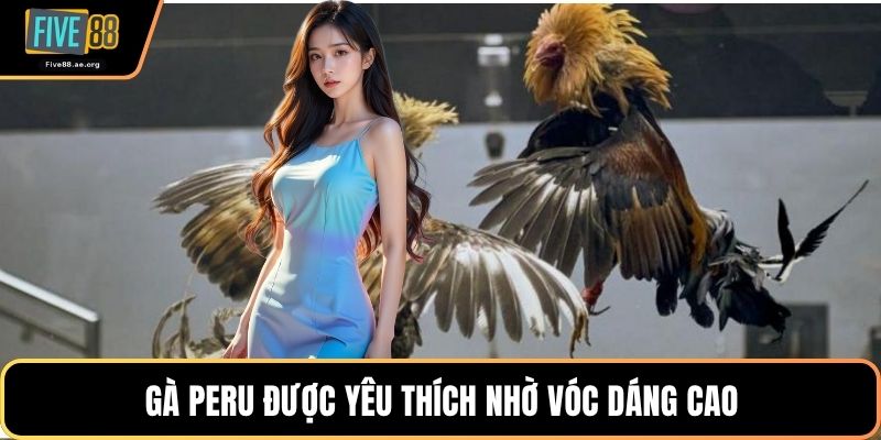 Gà Peru được yêu thích nhờ vóc dáng cao
