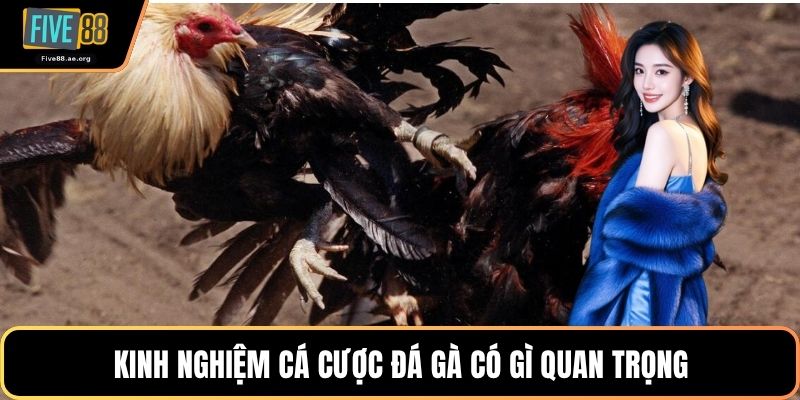 Kinh nghiệm cá cược đá gà có gì quan trọng