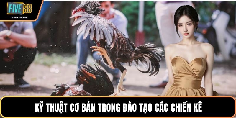 Kỹ thuật cơ bản trong đào tạo các chiến kê