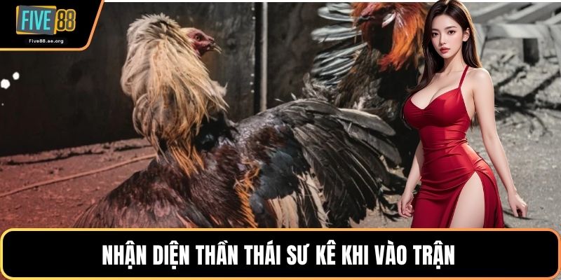 Nhận diện thần thái sư kê khi vào trận