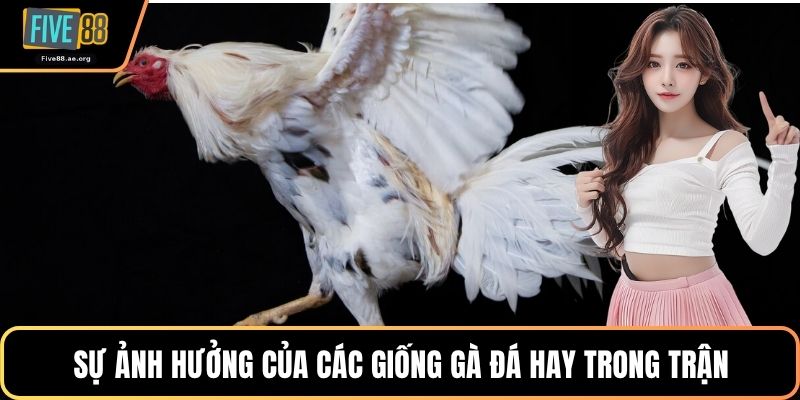 Sự ảnh hưởng của các giống gà đá hay trong trận