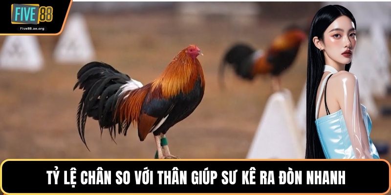 Tỷ lệ chân so với thân giúp sư kê ra đòn nhanh